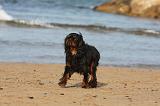 KING CHARLES SPANIEL 091